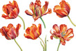 Set vector watercolor tulips on isolated white background, botanical vector illustration in watercolor