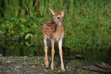 A Cute Baby White Tailed Deer Fawn Explores A Marsh During A Recent Heat Wave