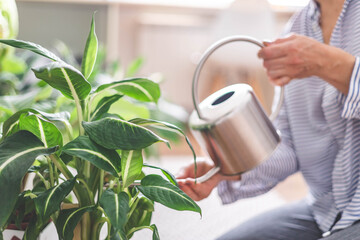 A young woman enjoys caring for flowers. Watering indoor plants and admiring them.