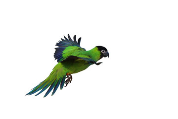 beautiful of nandy parakeet flying isolated on transparent background png file