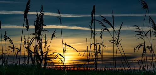 Wall Mural - beautiful sunset in the countryside at dusk with the silhouette of ears of corn in the foreground