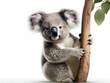 The koala is a possum (not bear) marsupial mammal. 
 Causing most of them to be known as 