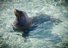 Sammy The Sea Lion. Wild Sea Lion Which Comes Ashore Every Day In Esperance, Western Australia.