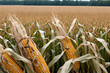 corn on the field Generative AI