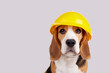 A beagle dog in a construction helmet on a grey isolated background. 