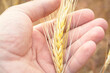 Yellow ear of corn in hands close up. The wheat is ripe. Farm plant in the field