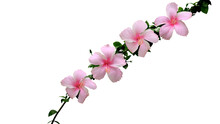 Isolated Image Of Pink Hibiscus Flower On Png File At Transparent Background.