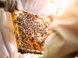 Beekeeper holding frame with honey comb. Selective focus. Agriculture industry. Production of sweet gold organic product for human consumption. Popular garden hobby.