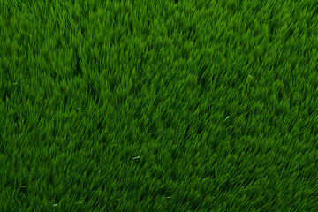 High detailed Close up of fresh spring grass. Green lawn, green grass texture background pattern for walllpaper, background and design art work