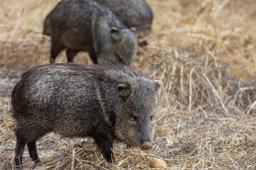 Wall Mural - Wild boar