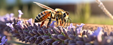 The Bee (Apis Mellifera) Collects Nectar From Lavender. Banner Photo. Generative Ai
