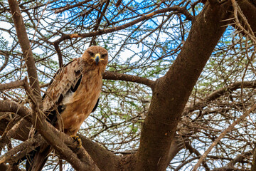 Wall Mural - Tawny eagle (Aquila rapax) on a tree in Serengeti national park, Tanzania