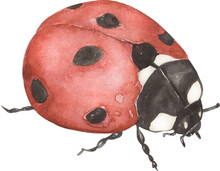 Watercolor Ladybug Illustration, Cute Red Bugs Red Insect.