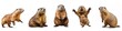 Wild animals banner panorama long wildlife - Collection of funny cute lying, sitting jumping marmot (marmota), isolated on white background, Generative Ai