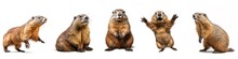 Wild Animals Banner Panorama Long Wildlife - Collection Of Funny Cute Lying, Sitting Jumping Marmot (marmota), Isolated On White Background, Generative Ai