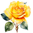 Yellow watercolor rose clipart with transparent background, created with transparent background
