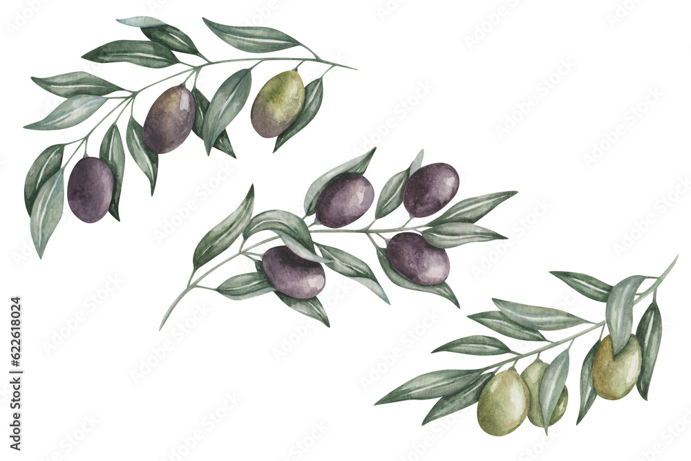 Watercolor set of illustrations. Hand painted branches of black and ...