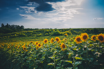 Wall Mural - Field with blooming sunflowers. Bright beautiful summer landscape, nature background