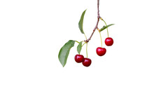 Red Cherries Hanging On Cherry Tree Branch, With A Soft Bokeh Background. Close Up.