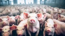Pigs On A Farm. Agriculture And Farming Business. Livestock Breeding. The Farm Pigs. 
