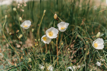 White poppy, panorama. Poppies bloom in the garden. Delicate flower. Bright white poppy attracts bees. Poppy idyll. High quality photo