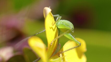 Wall Mural - Close-up video of a Speckled Bush-cricket also known as Katydids or Tettigonia ussuriana while eating stamen of a yellow flower Creeping wood sorrel (Oxalis corniculata)