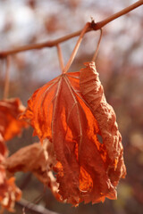 Poster - Dry vine leaves in the autumn season