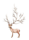 Fototapeta Sypialnia - Watercolor painting of deer, big antlers, mountain tree branch.