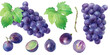 紫ブドウの果実と葉の水彩イラスト。セット。