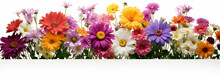 Spring Flowers Border Isolated On White Background. Image For Wedding Or Birthday Invitation Cards. 