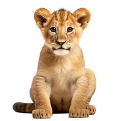 Wall Mural - lion cub sitting portrait