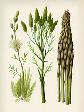 Asparagus, Or Garden Asparagus, Sparrow Grass, Asparagus Officinalis Abstract Generative AI Illustration