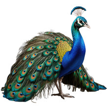Peacock Transparent Background, Png