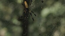 Golden Orb Spider On Her Web.