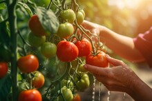 Woman's Hands Picking Tomatoes In Vegetable Garden.