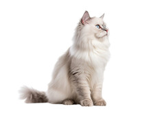 Cute Ragdoll Cat Isolated On Transparent Background.