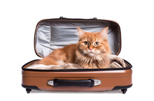 Ginger Cat In A Travel Bag On A Transparent Background.