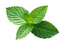 Mint Leaf. Isolated Object, Transparent Background