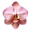 Orchid flower. isolated object, transparent background