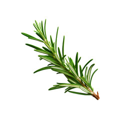 Rosemary sprig. isolated object, transparent background