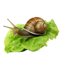 Snail On Lettuce Leaf. Isolated Object, Transparent Background