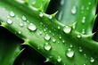 Aloe Vera. Macro of green juicy leaf with dew drops. Medicinal plant. Skin care, hydration, healthy eating. Generative AI