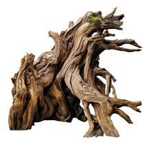 Twisted And Gnarled Old Tree Trunk. Transparent Background