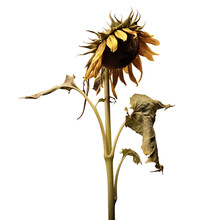 Wilted Sunflower At Dusk. Isolated Object, Transparent Background