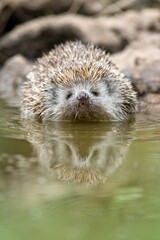 northern white-breasted hedgehog (erinaceus roumanicus) partially immersed in shallow water keeping 