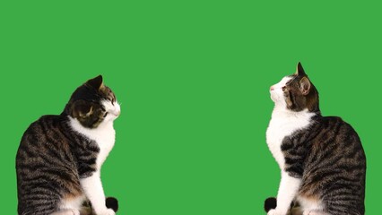 Wall Mural - cat two cats look in different directions on a green screen