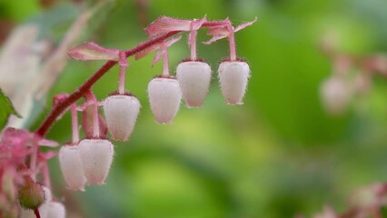 Sticker - Salal, white-to-pink, urn-shaped flowers are a ubiquitous sight on nearly any Pacific Northwest forest