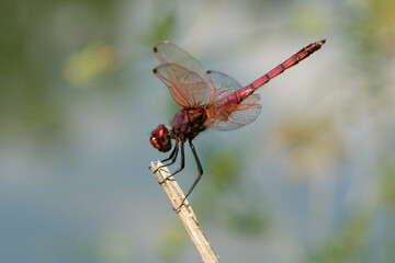 Sticker - Male Violet Dropwing (Trithemis annulata) on a branch