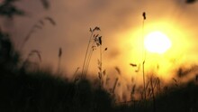 Tall Grass Growing Silhouette In Golden Summer Sunshine Sunset