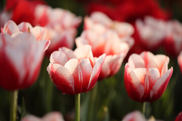 Wall Mural - red white tulip flower in close up